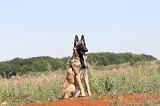 MALINOIS 311